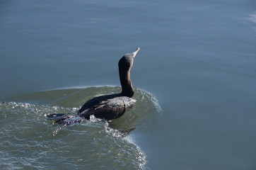 Fototapeta premium Flowing Atlantic cormorant
