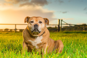 Fototapeta premium Staffordshire Bull Terrier