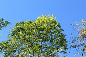 The green spring leaves on the top of the tree with the blue sky.