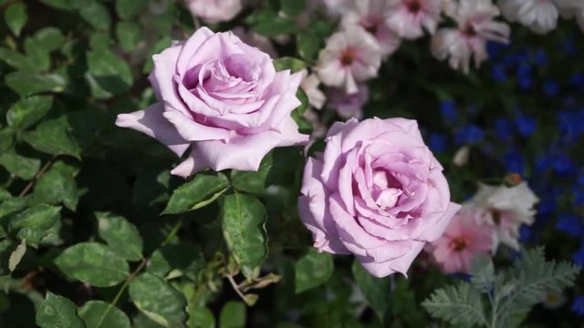 Spring flowers - video 3 Light purple rose