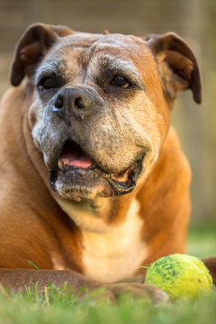 Boxer Dog With Tennis Ball