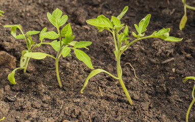 Spring flowers. Toned