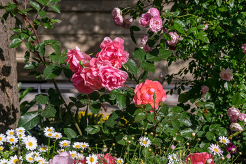 Spring flowers - 春の花々４ Daisy and a rose