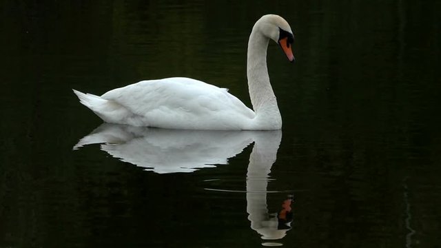 Mute swan swimming in dark water