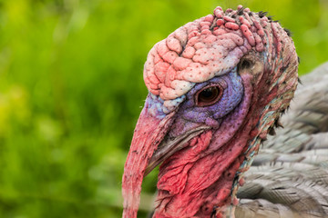 Bronze turkey gobbler colorful skin and feathers