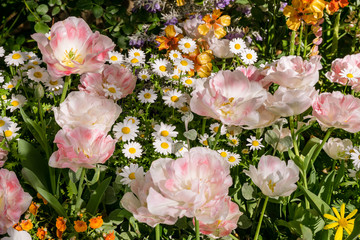 Spring flowers - 春の花々１２