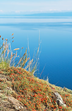 Lake Baikal. Red cones of ephedra on the rocky coast of Olkhon Island