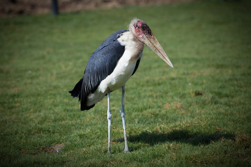 Painted Stork standing on the grass looking for food