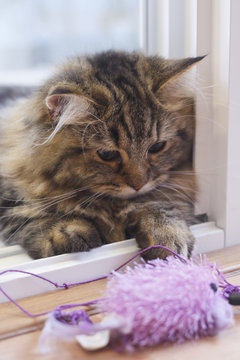 Cute brown Persian Cat playing a cat toy.