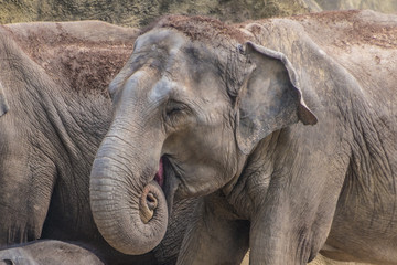 Naklejka premium Happy old asian elephant rolling up his trunk