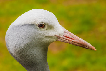 Head of asian crane bird white feathers close up