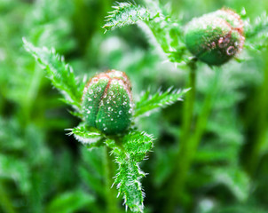 Closeup of the poppy buds with drops of dew