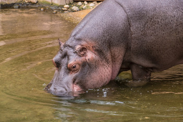 Purple skin hippo hipopotamus stepping into water
