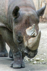 Fototapeta premium Rhino rhinoceros horn walking grey thick skin