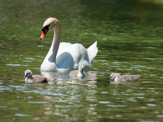 Swan Family at Lake Constance