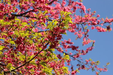 Cherry blossom with leaves