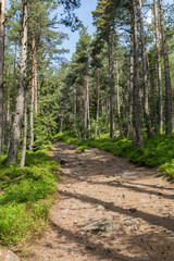 Chemin dans la forêt