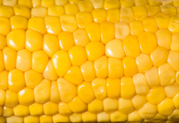 Corn ready for testing in laboratory, gmo food concept
