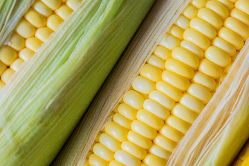 Corn ready for testing in laboratory, gmo food concept