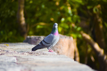 a pigeon