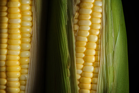 Corn ready for testing in laboratory, gmo food concept