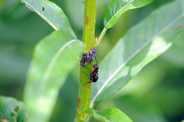 Waldameise schleckt Honigtau