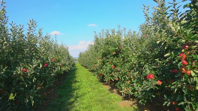 Travel along a row of green ripe apple trees