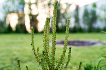 Young shoots of pine
