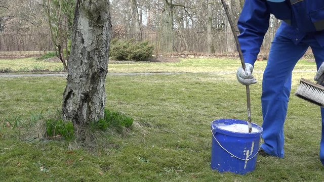 gardener mix whitewash liquid in blue bucket near apple fruit tree.