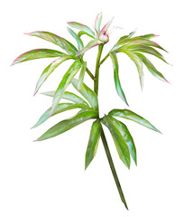 Tropical watercolor illustration. isolated on white background. Leaf and buds. Exotic composition