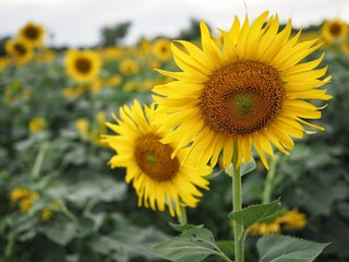 Fototapeta premium Sunflowers Garden 