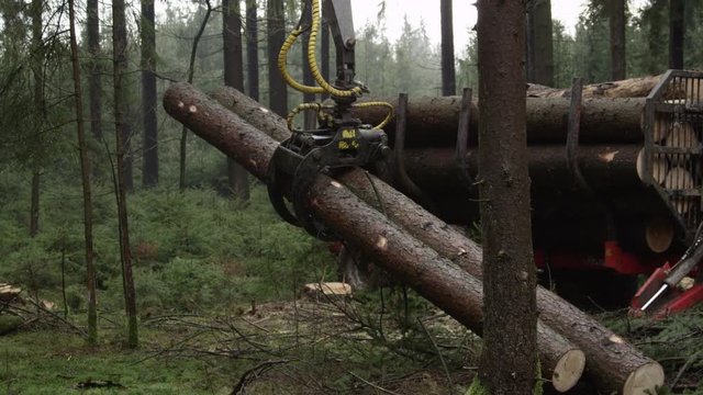 CLOSE UP: Harvesting and putting delimbed cut logs and tree trunks on logging truck in dense lush green woods in the wilderness. Forwarder loading harvest and moving wood outside the forest to sawmill