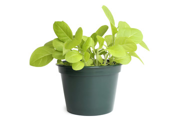 Tobacco plant in flowerpot