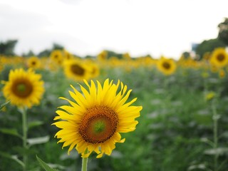 Obraz premium Sunflowers Garden 