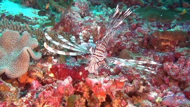 Lionfish scorpion fish on clean clear seabed underwater ocean in Maldives. Amazing beautiful marine life world of sea creatures. Inhabitants in search of food. Scuba diving and tourism.