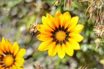 MARGARITAS AMARILLAS