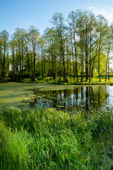 Grass growing on the shore of the swamp