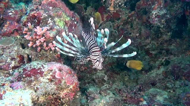 Lionfish scorpion fish on clean clear seabed underwater ocean in Maldives. Amazing beautiful marine life world of sea creatures. Inhabitants in search of food. Scuba diving and tourism.