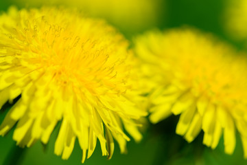 Yellow dandelion flowers (Taraxacum officinale). Dandelions field background on spring sunny day. Blooming dandelion.