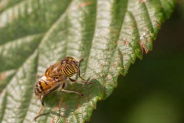 Eristalinus taeniops is a species of hoverfly, also known as the band-eyed drone fly.