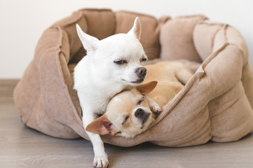 Two lovely, cute and beautiful domestic breed mammal chihuahua puppies friends lying, relaxing in dog bed. Pets resting, sleeping together. Pathetic and emotional portrait. Father hugs liitle daughter