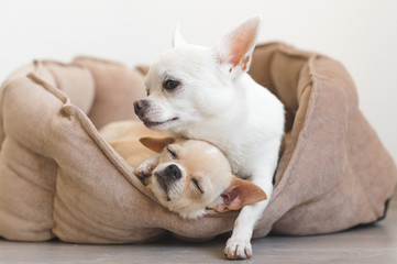 Two lovely, cute and beautiful domestic breed mammal chihuahua puppies friends lying, relaxing in dog bed. Pets resting, sleeping together. Pathetic and emotional portrait. Father hugs liitle daughter