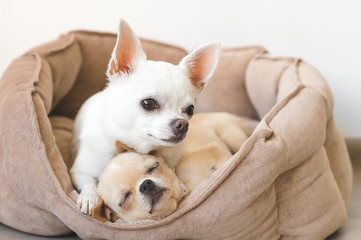 Two lovely, cute and beautiful domestic breed mammal chihuahua puppies friends lying, relaxing in dog bed. Pets resting, sleeping together. Pathetic and emotional portrait. Father hugs liitle daughter