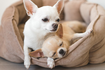 Two lovely, cute and beautiful domestic breed mammal chihuahua puppies friends lying, relaxing in dog bed. Pets resting, sleeping together. Pathetic and emotional portrait. Father and daughter photo.