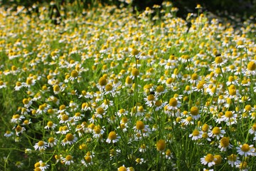 Fototapeta premium Flowering chamomiles