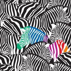 Obraz na płótnie Canvas Black and colorful zebra seamless pattern. Wild animal texture. Striped black and white. design trendy fabric texture, vector illustration.
