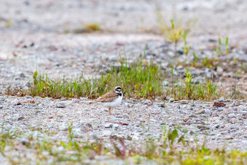 Little ringed plover looking at the camera