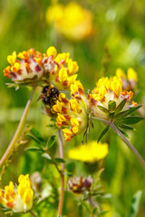 Bumblebee sucking nectar on a kidney vetch flower