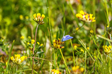 Blue butterfly sucking nectar on a kidney vetch flower