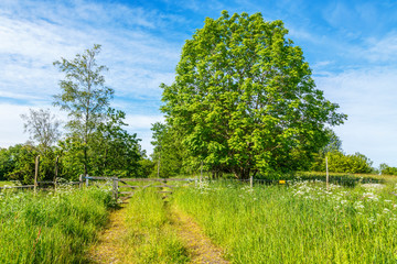 Fototapeta premium Walking trail with a gate to the tree grove